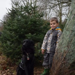 Weihnachtsmarkt mit Baumschlag 2015
